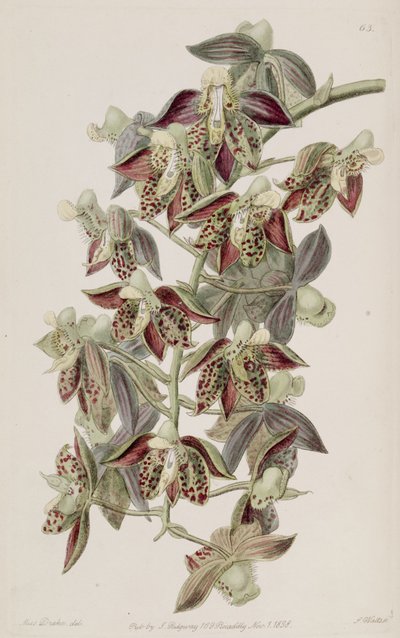 Catasetum atratum - Miss Drake